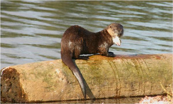 Photo of Lontra canadensis by <a href="http://www.pbase.com/phototrex">Fred Lang</a>